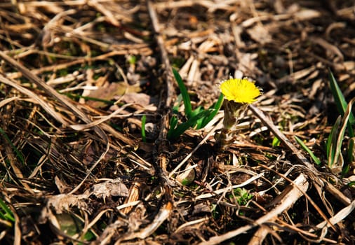 seasonal nature background One detail coltsfoot