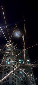 Tree branches in te foreground with lit residential building in night and a bright moon shining proudly