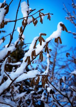 nature seasonal background detail snowy branches hazel