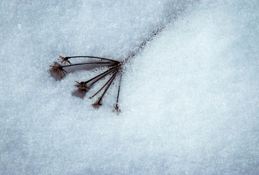 seasonal background Dry plant with melting snow