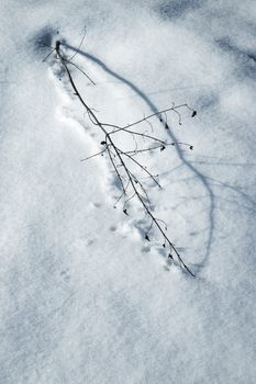 seasonal nature background shade dry plants on snow