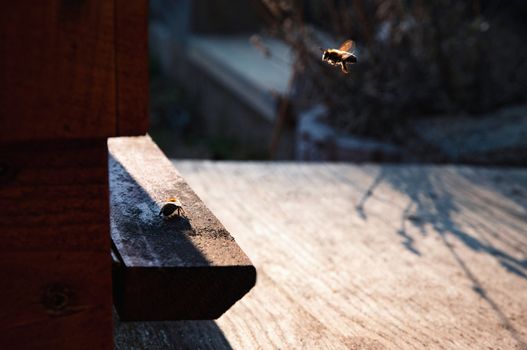 nature background return the bee to the hive