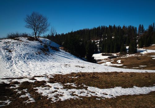 seasonal nature background spring landscape with tree