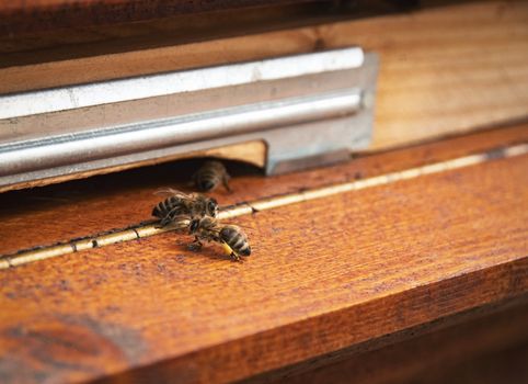 nature background two bees on leaflets