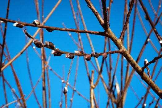 nature seasonal background branches of a willow on a blue background