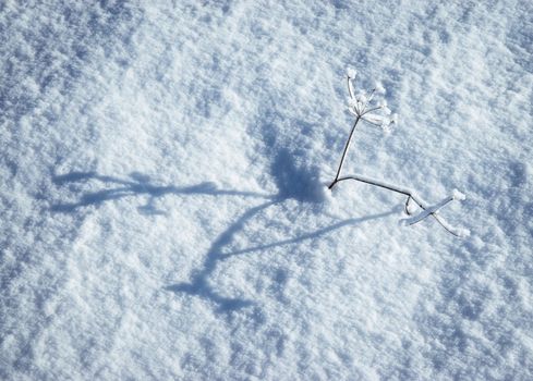 detail seasonal background with frosts dry grass on the snow