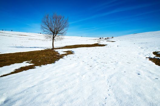 seasonal landscape background winter on a large meadow with a tree