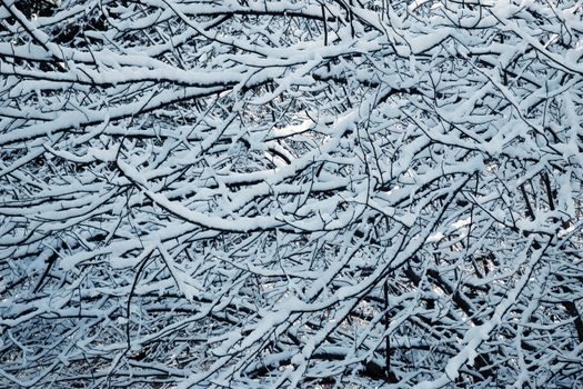 seasonal winter background of thick snowy shrubs