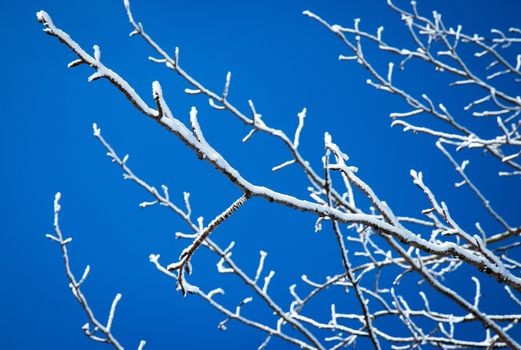 seasonal nature background detail of branches with white frost