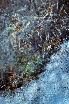 abstract seasonal background dry grass frozen in water