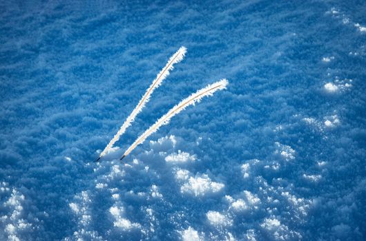 seasonal winter background dry plant frozen on snow