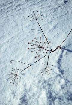 seasonal winter background dry plant frozen on snow