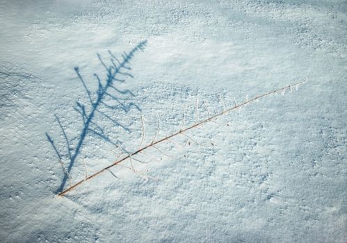 abstract seasonal background shadow Dry plant in snow