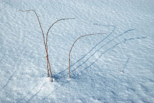 abstract seasonal background shadow Dry plant in snow