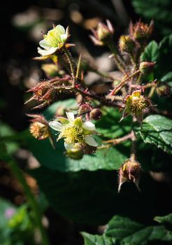 nature seasonal background flowers of wild blackberry