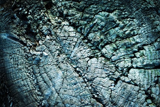 background or texture detail on an old weathered stump