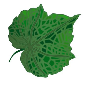 A green fresh leaf isolated over a white background
