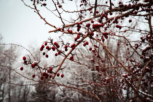 nature seasonal background red fruits of hawthorn in winter