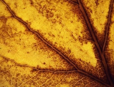 abstract nature background or texture detail of an old yellow leaf