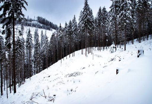 seasonal landscape background snow covered spruce forest