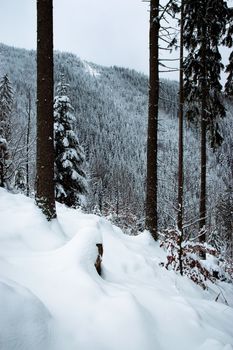 seasonal landscape background winter forest through the trees