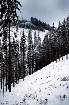 seasonal landscape background snow covered spruce forest