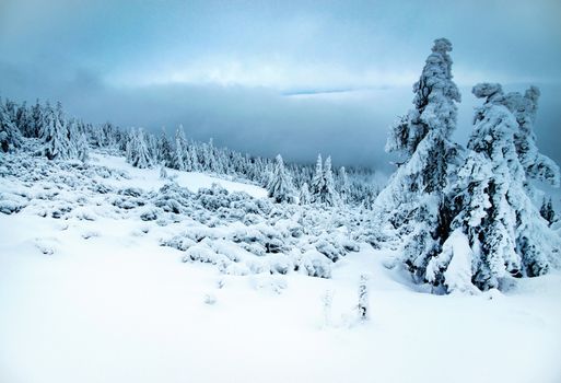 seasonal nature background gloomy winter snowy landscape