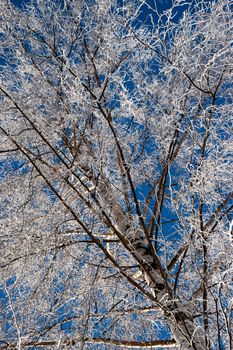 seasonal nature background on the frozen branches of the birch tree