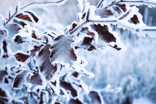 nature seasonal background detail frozen beech leaves