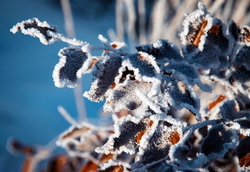 nature seasonal background detail frozen beech leaves