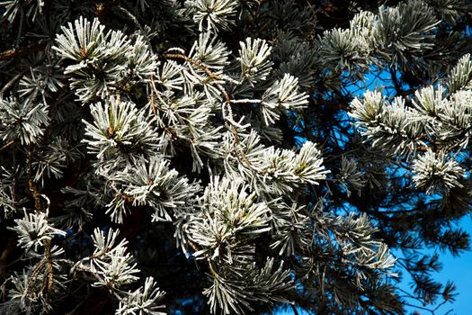 nature seasonal background frozen branches of pine tree