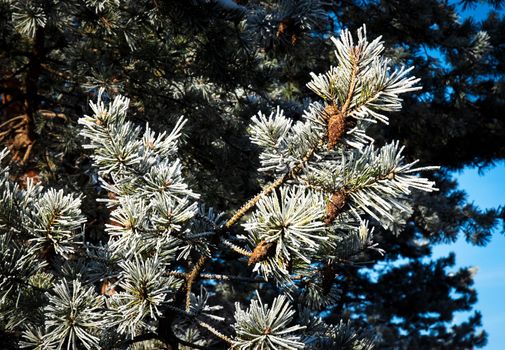 nature seasonal background frozen branches of pine tree with cones