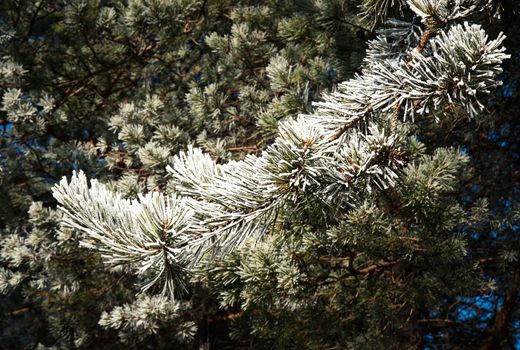 nature seasonal background pine branches with frost