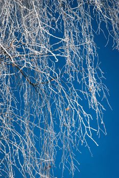 nature seasonal background frozen hanging branches of birch