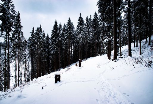 nature seasonal high spruce forest in winter