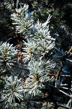 nature seasonal background pine branches with frost