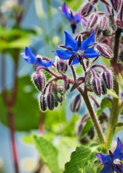 nature seasonal background blue flower Borago officinalis