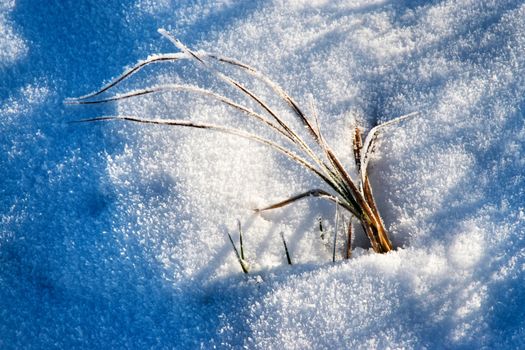 nature seasonal background Dry grass sticking out of the snow