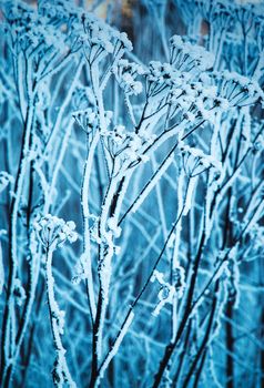 seasonal nature background dry group of plants in frozen snow