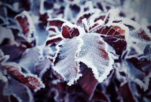 seasonal nature detail frozen brown beech leaves