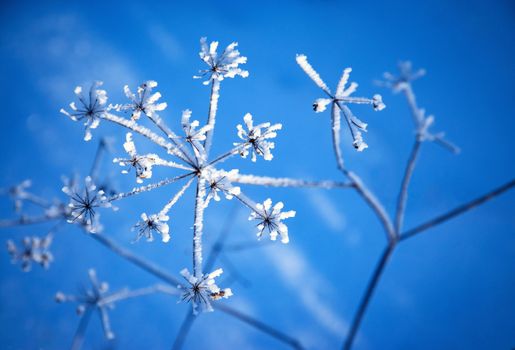winter nature background detail of dry plant snowy