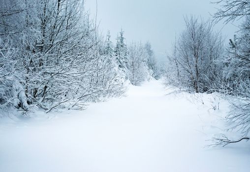 landscape winter background forest path under the snow