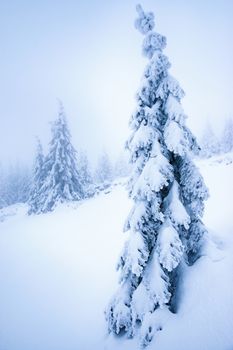 seasonal landscape background Dreamy snowy spruce tree