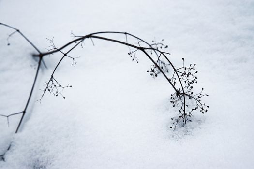 nature seasonal background stem of dried plants on snow