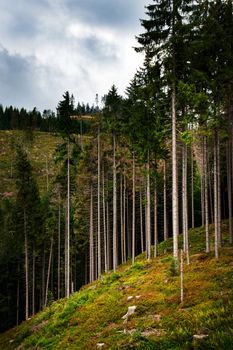 nature landscape background the edge of a high forest on a slope