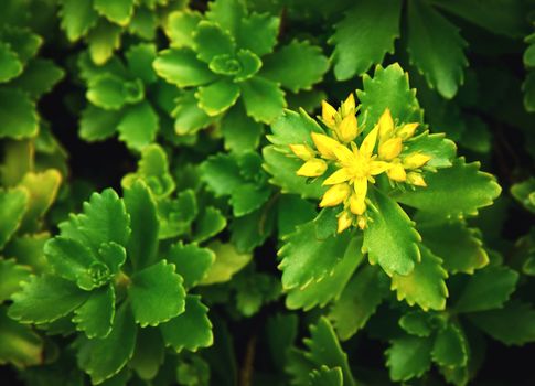 nature dark background green plants with yellow flowers