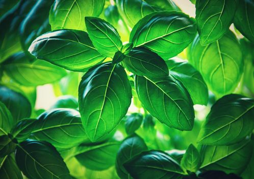 background nature retro green basil leaves