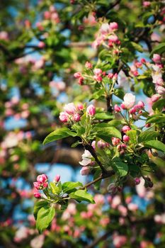 detail nature background spring apple blossoms of flowers