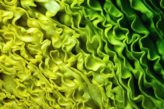 abstract background detail on the cut head of the cabbage