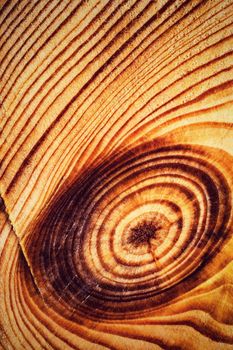 background or texture abstract circular lines on the cut of wood